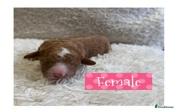 Cavapoo dogs for sale: F1b Cavapoo puppies for sale! - Image 4