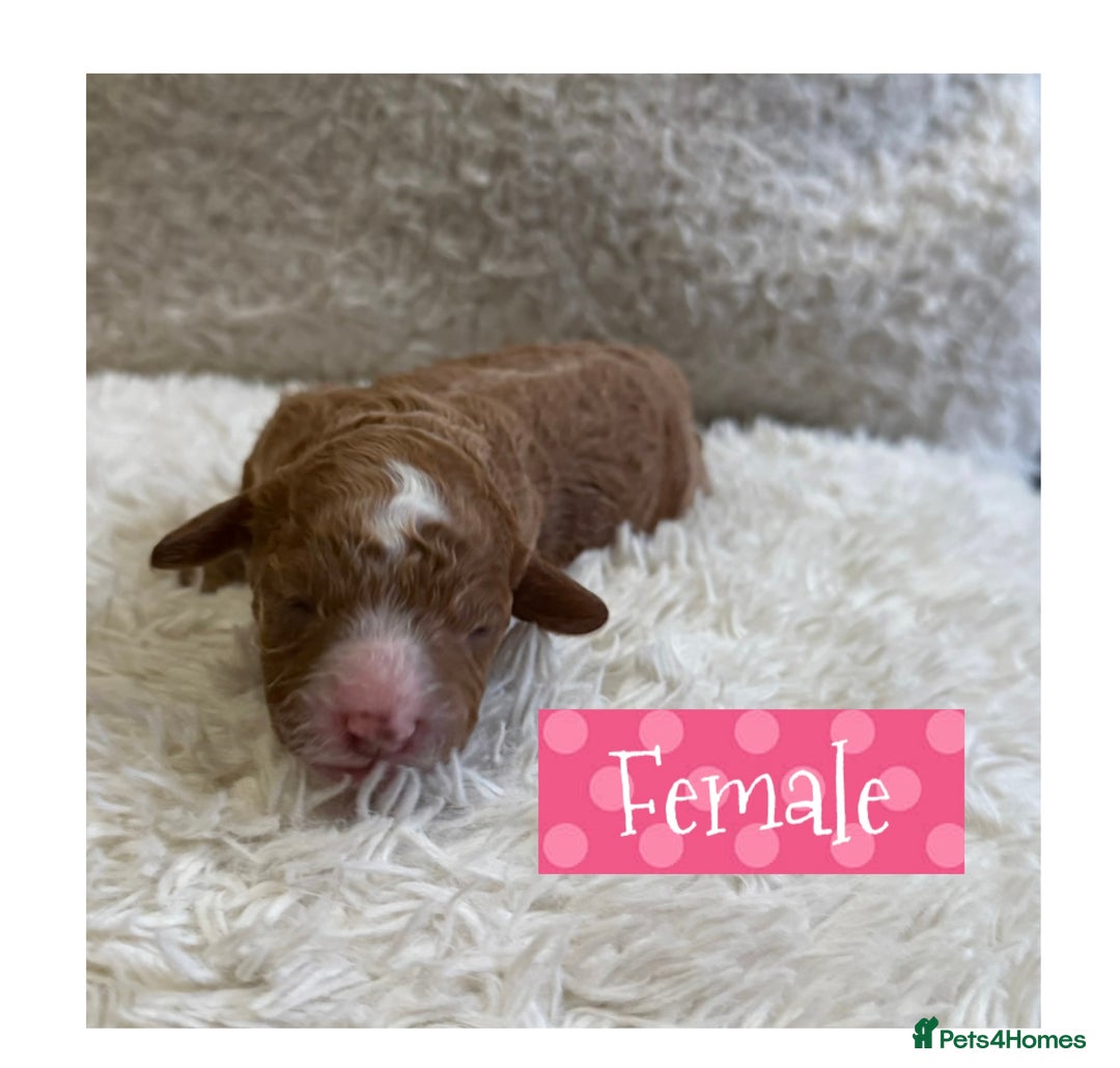 Cavapoo dogs for sale: F1b Cavapoo puppies for sale! - Image 4