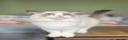 Ragdoll cats for sale: Cute chunky purring ragdoll girls - Advert 12