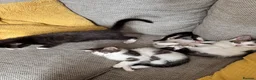 Mixed Breed cats for sale: 4 beautiful Tabby kittens  - Advert 8
