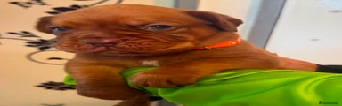 Dogue De Bordeaux 5