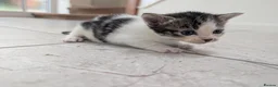 Mixed Breed cats for sale: Georgous Kittens Looking For A New Home - Advert 3