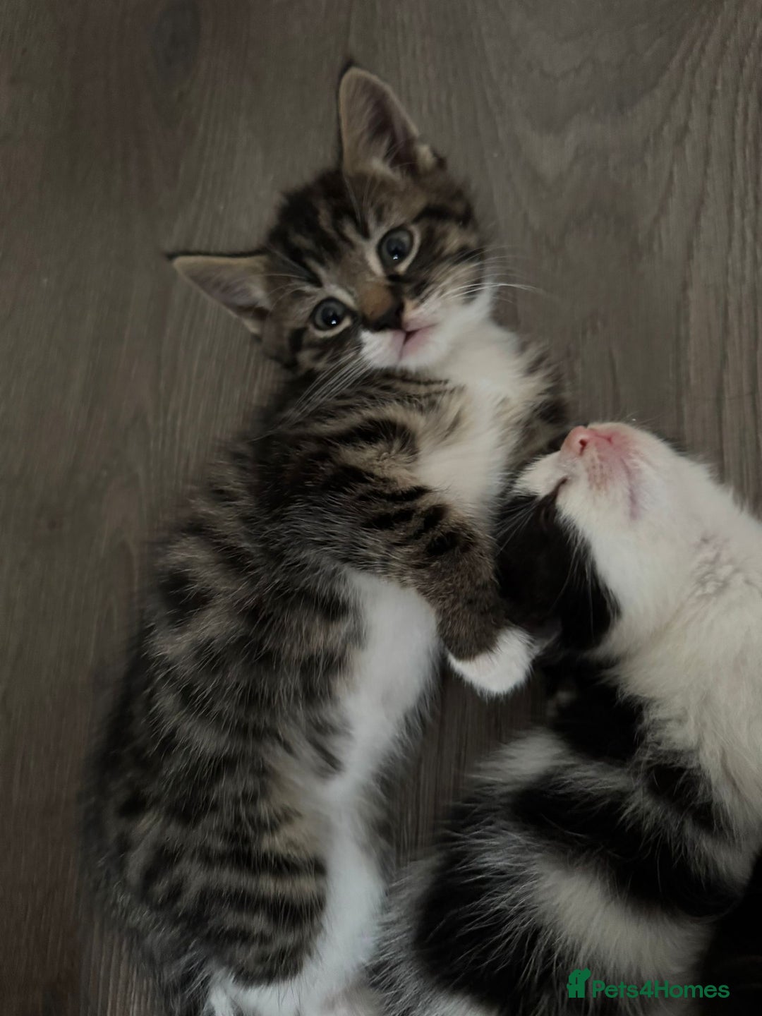 Mixed Breed cats for sale: Beautiful kittens for sale  - Image 2