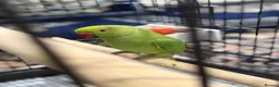 Ringnecks birds for sale: Young Indian Ringneck with cage  in Edgware - Advert 6