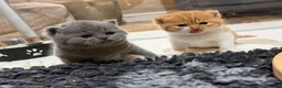 British Shorthair cats for sale: Last GCCF red & white British shorthair kitten - Advert 4