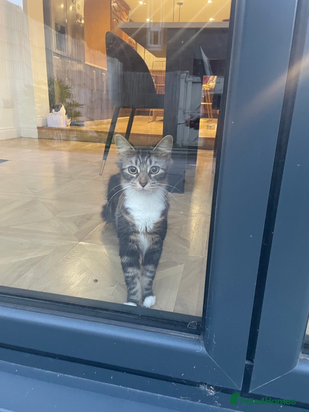 Mixed Breed cats for sale: Beautiful European tabby female cat - Image 7