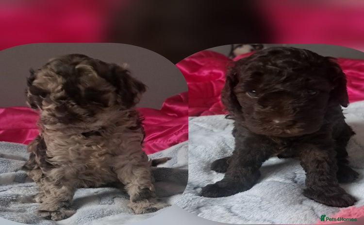 Miniature Poodle dogs - Advert 8