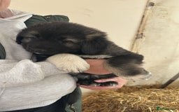 Caucasian Shepherd Dog dogs for sale:  ⭐️Caucasian shepherds⭐️puppies #bears big boned   - Image 20