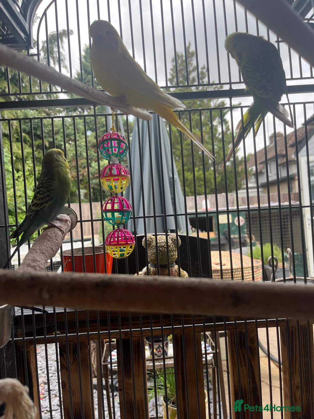 Budgerigars birds for sale: Budgies and cage - Advert 1