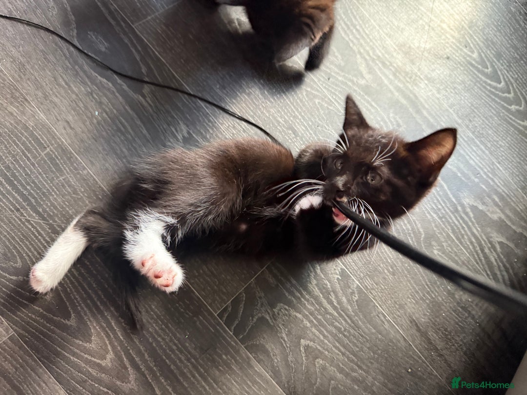 Mixed Breed cats for sale: tuxedo ghost tabby kittens - Image 23