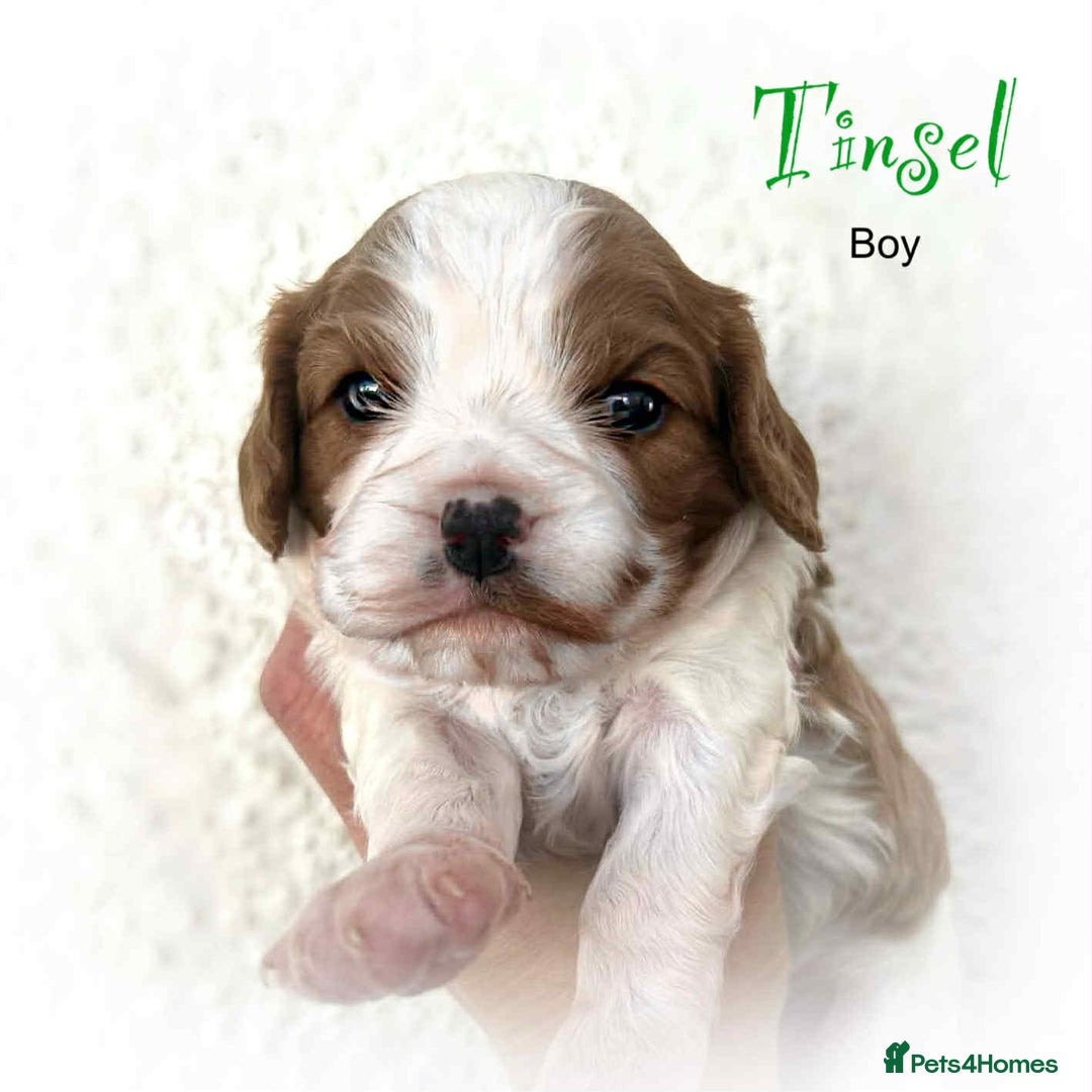 Cavalier King Charles Spaniel dogs for sale: Beautiful Cavalier King Charles Puppies - Advert 3