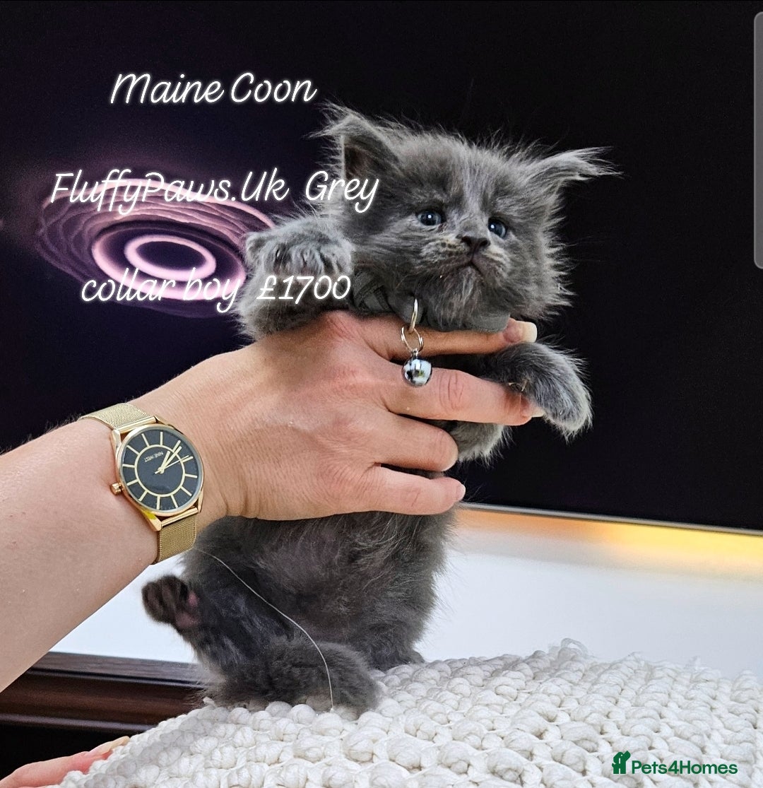 Maine Coon cats for sale: Maine Coons FluffyPaws.Uk  - Image 9