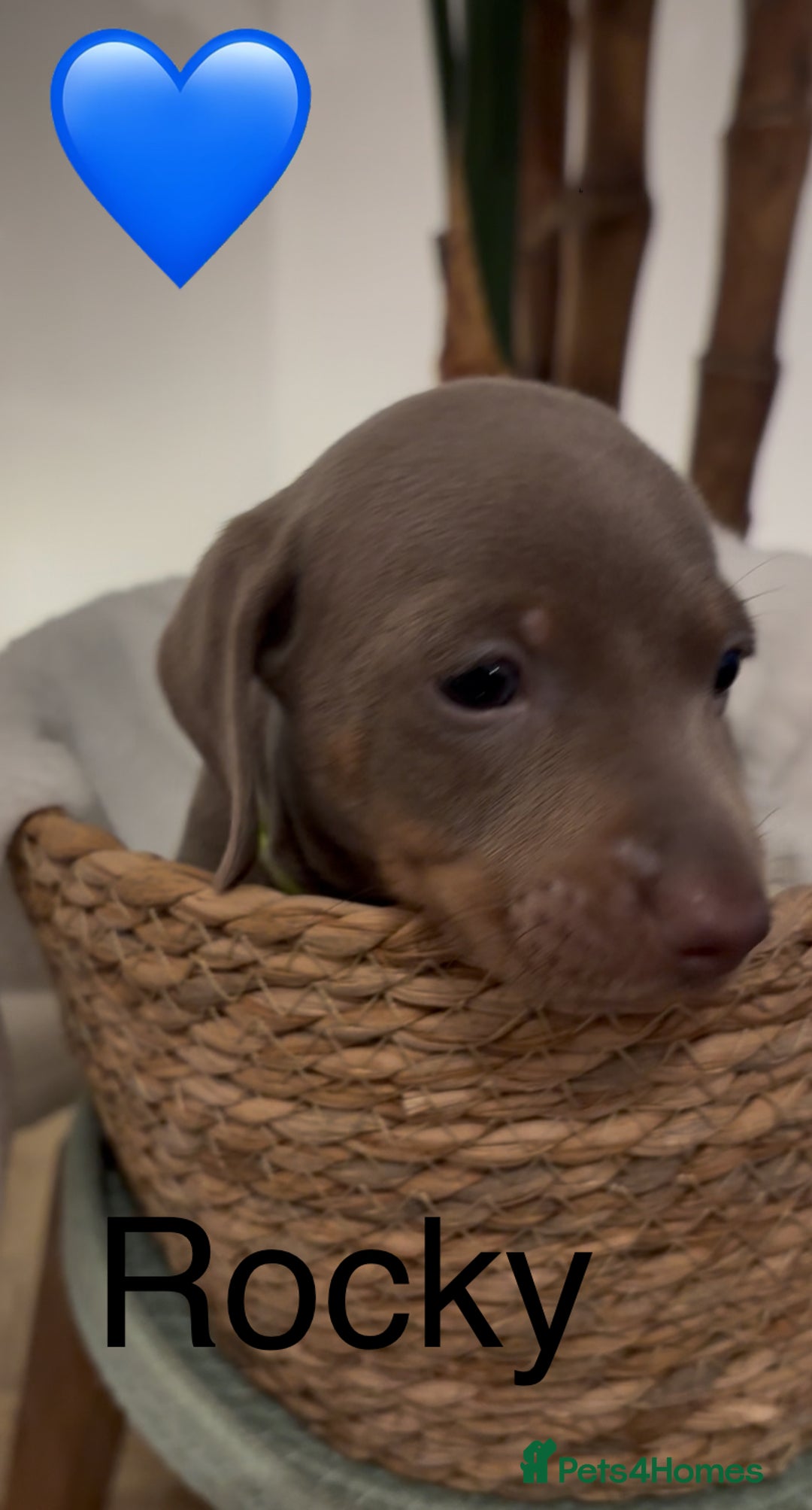 Miniature Dachshund dogs for sale: Miniature dachshund puppies  - Advert 17