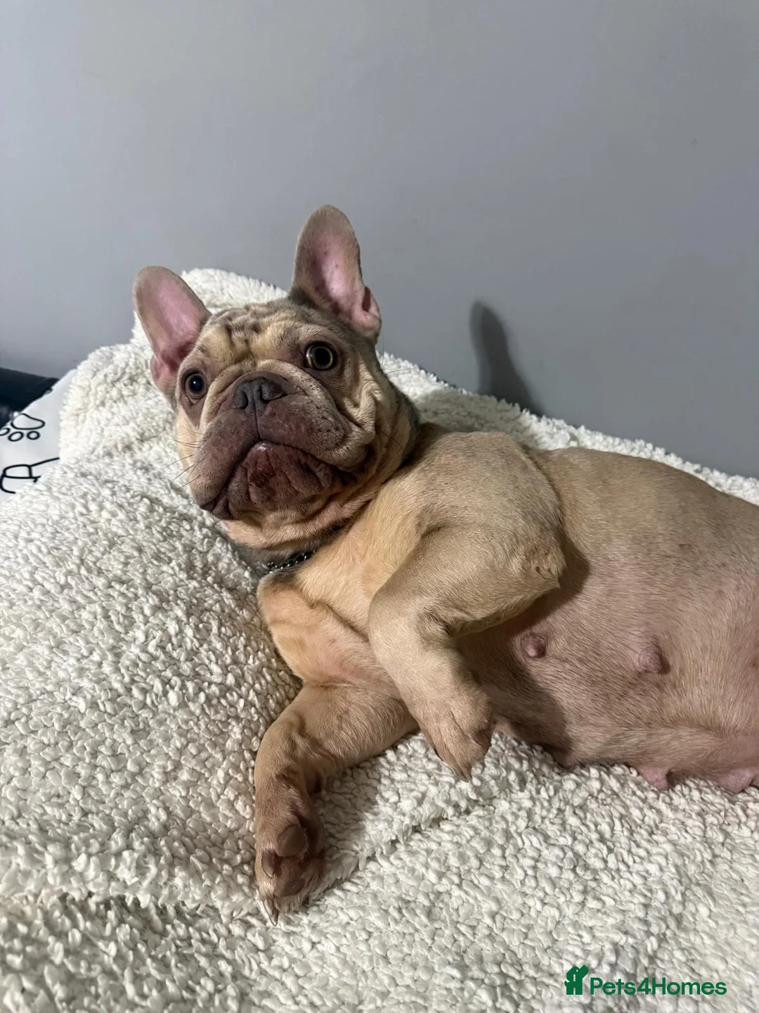 French Bulldog dogs for sale: 🐾 Merle French Bulldog Puppies 🐾 in Aberdeen - Advert 2