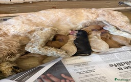 Cockapoo dogs for sale: Cockapoo puppies for sale  - Image 4
