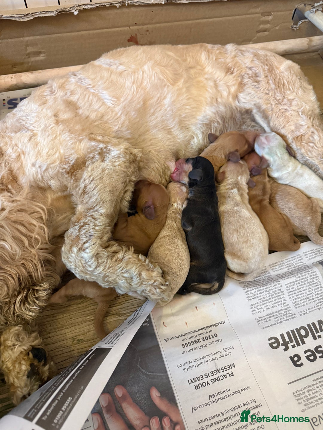 Cockapoo dogs for sale: Cockapoo puppies for sale  - Image 4