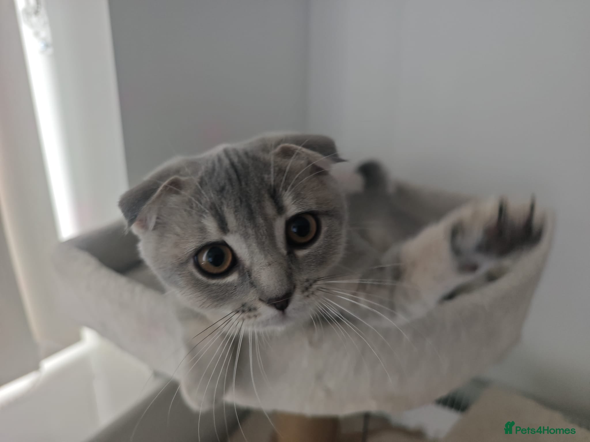 Scottish Fold cats Lovely kittens looking for new family 😻 - Advert 1