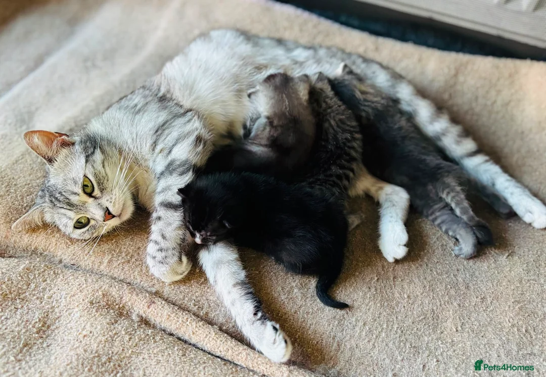 British Shorthair cats for sale: British shorthair  - Advert 6