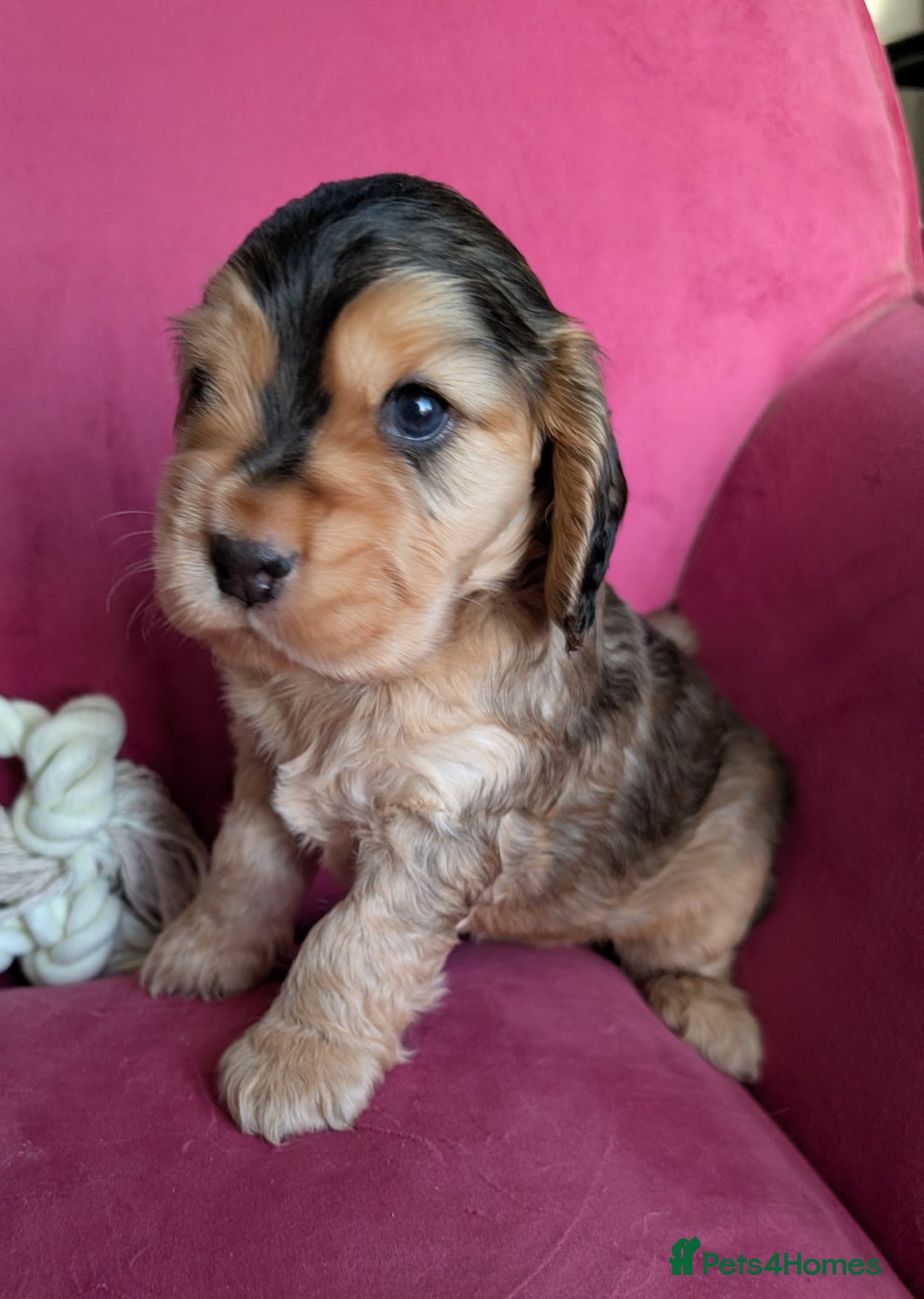 Cocker Spaniel dogs for sale: K C Reg, Cocker spaniel Sable boy - Advert 4