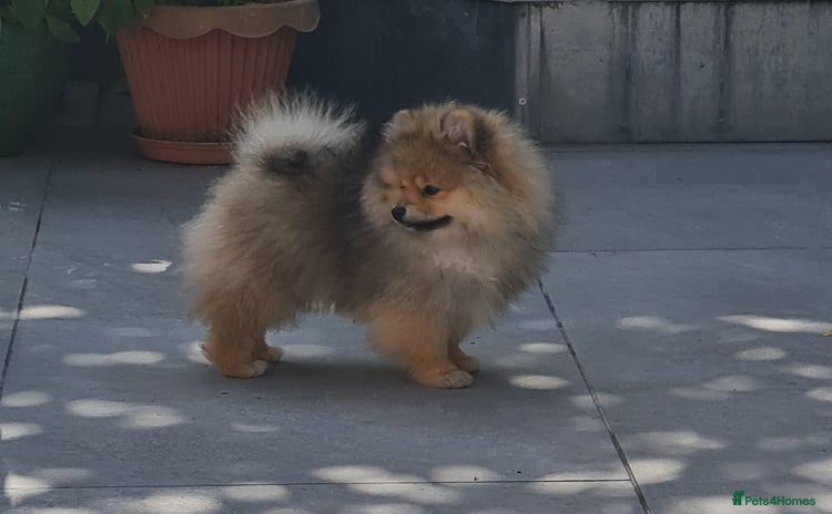 Pomeranian dogs in Basildon - Advert 1