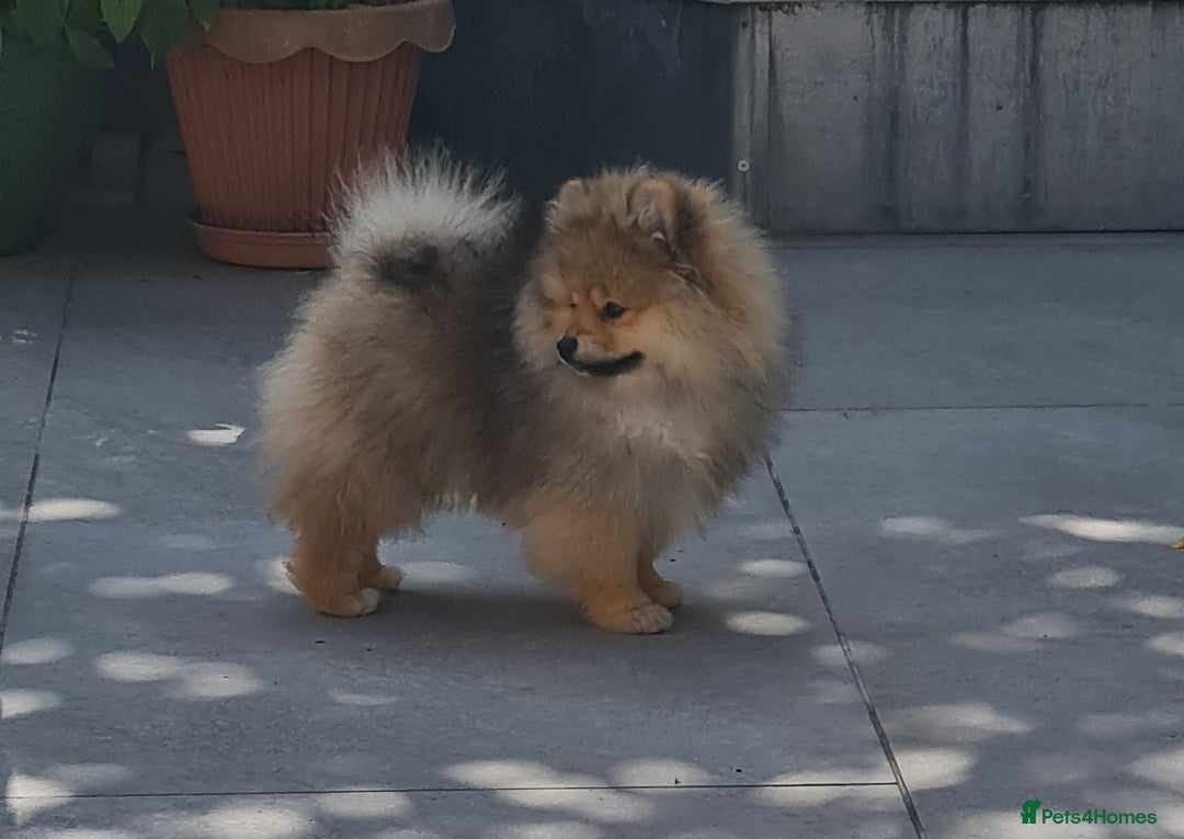 Pomeranian dogs for sale: Stunning Teddy purebreed Russian/Ukrainian poms in Basildon - Image 7