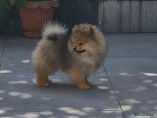 Pomeranian dogs in Basildon - Advert 5