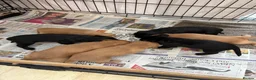 Cocker Spaniel dogs for sale: Cocker spaniel puppies  in Beaworthy - Advert 9