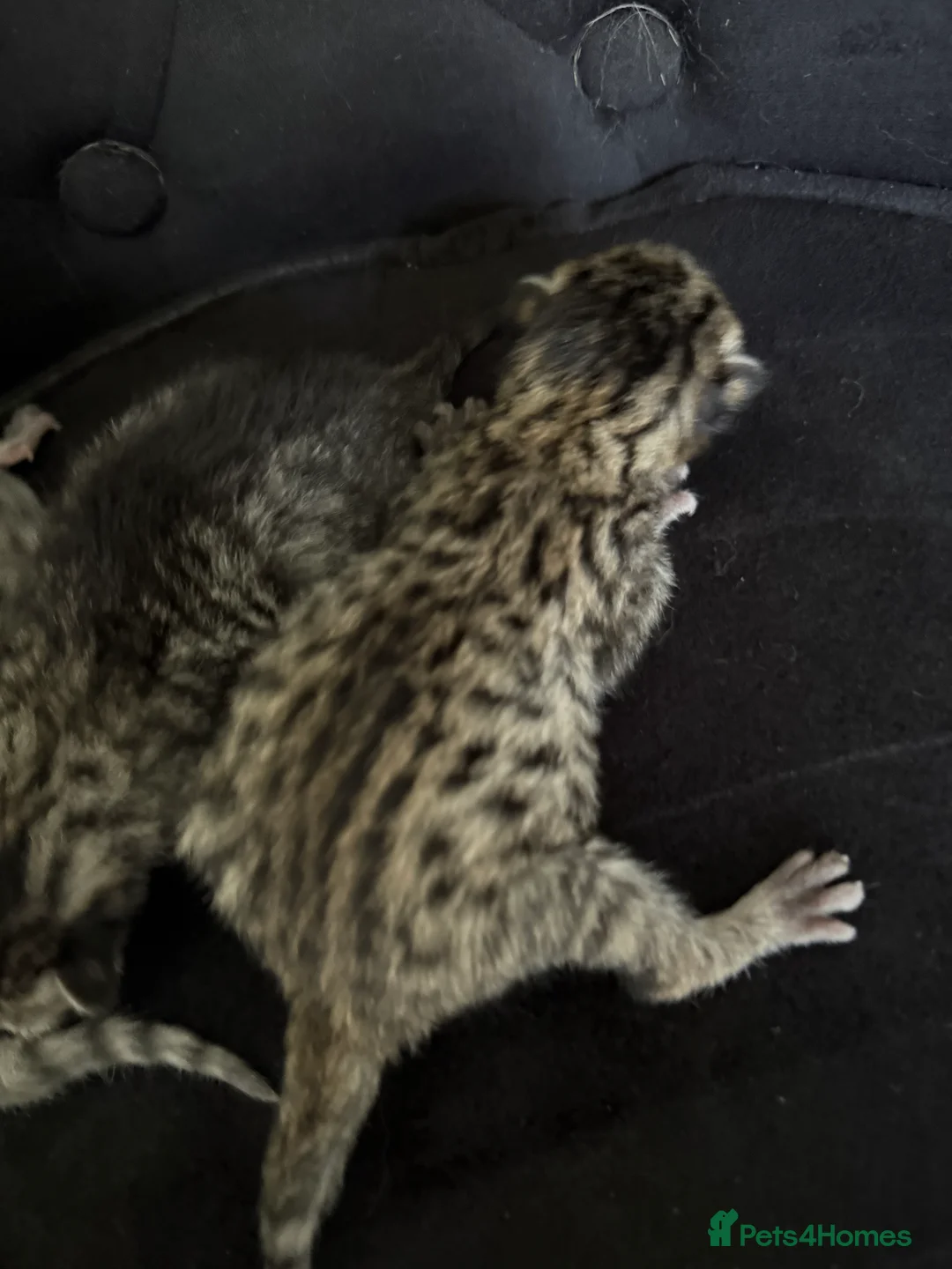 Savannah cats for sale: Striking savannah kittens silver & black/gold - Advert 2