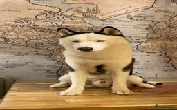 Siberian Husky dogs for stud: Stunning Blue eye Sibrian Husky for Stud  in Liverpool - Image 16