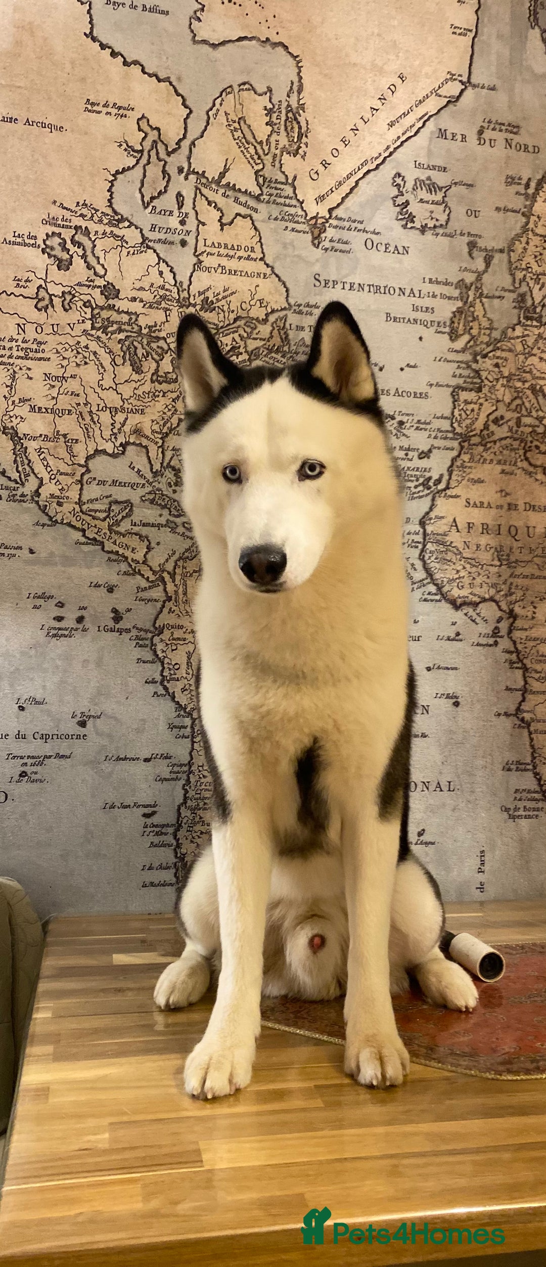 Siberian Husky dogs for stud: Stunning Blue eye Sibrian Husky for Stud  in Liverpool - Image 16