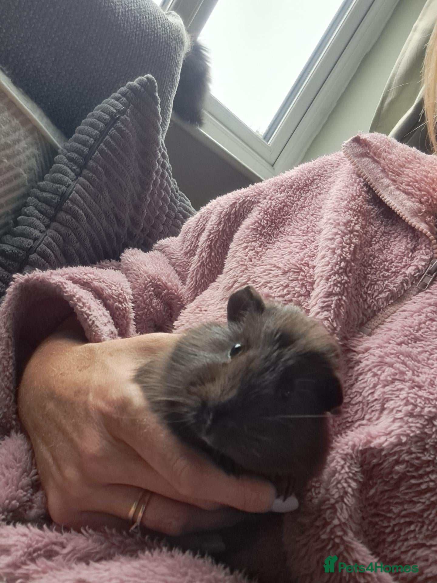 Guinea Pig rodents Gorgeous baby guinea pigs  - Advert 16