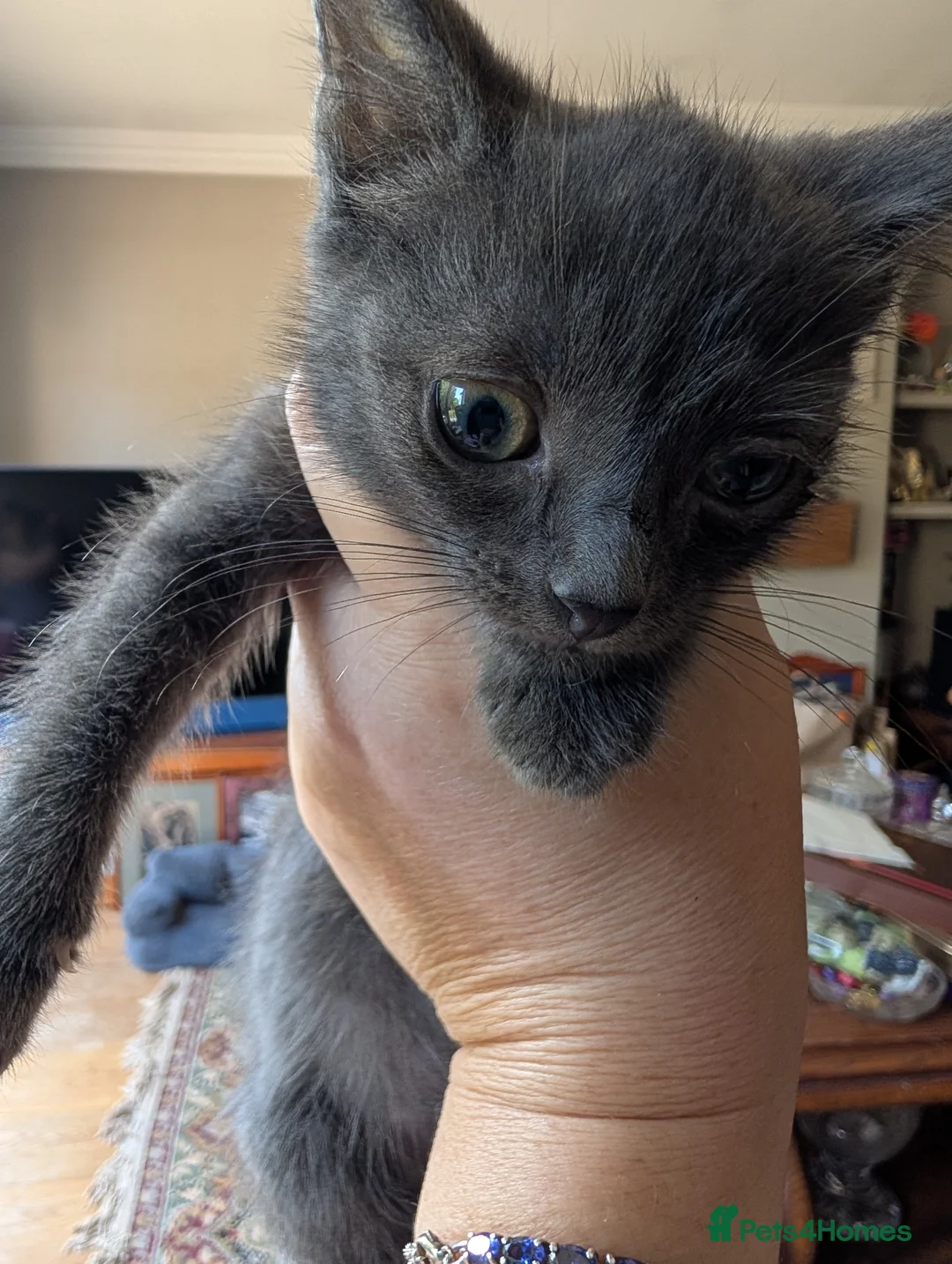 Exotic cats for sale: Marshmallows babies - Advert 2
