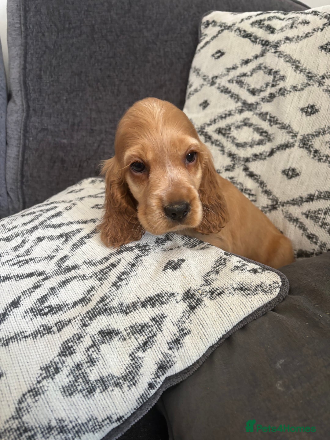 Cocker Spaniel dogs for sale: Beautiful show type cocker spaniel puppies - Image 3