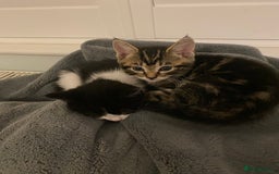 Domestic Shorthair cats for sale: 5 gorgeous little kittens looking for new homes - Image 6