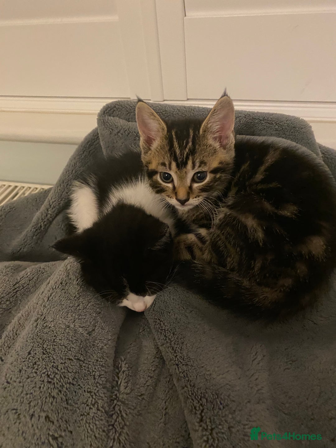 Domestic Shorthair cats for sale: 5 gorgeous little kittens looking for new homes - Image 6