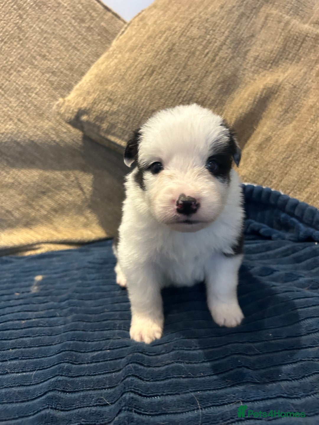 Border Collie dogs for sale: Border collie puppies for sale!!!❤️ - Image 6