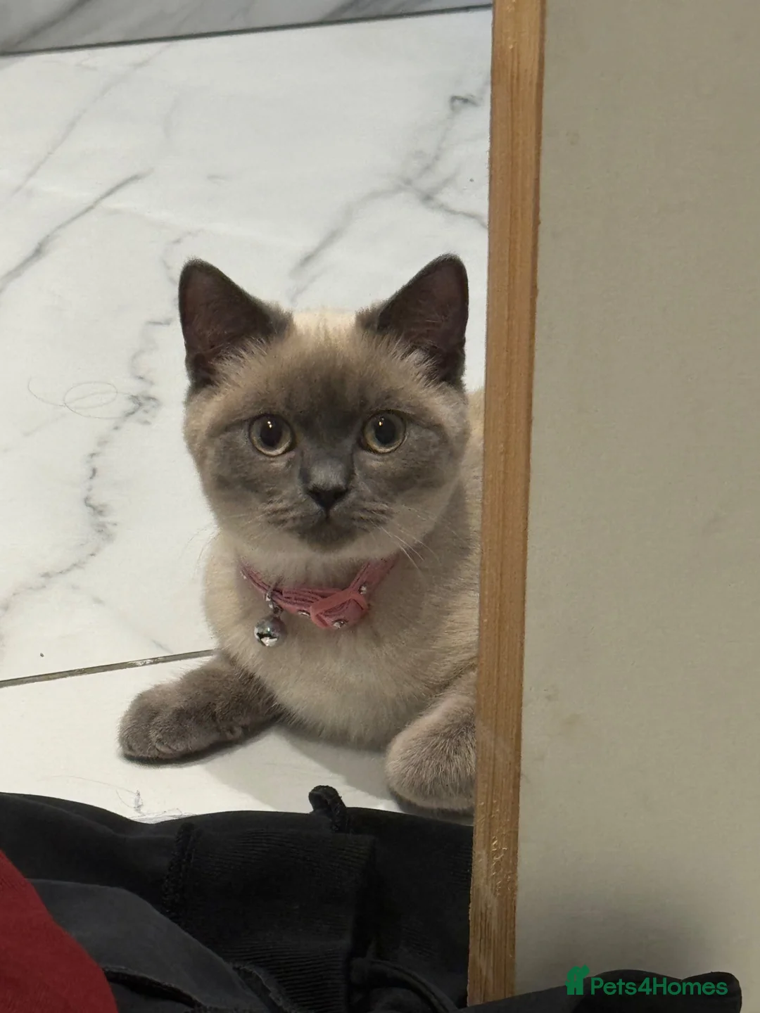 British Shorthair cats for sale: 2 British shorthair kittens!  - Advert 6