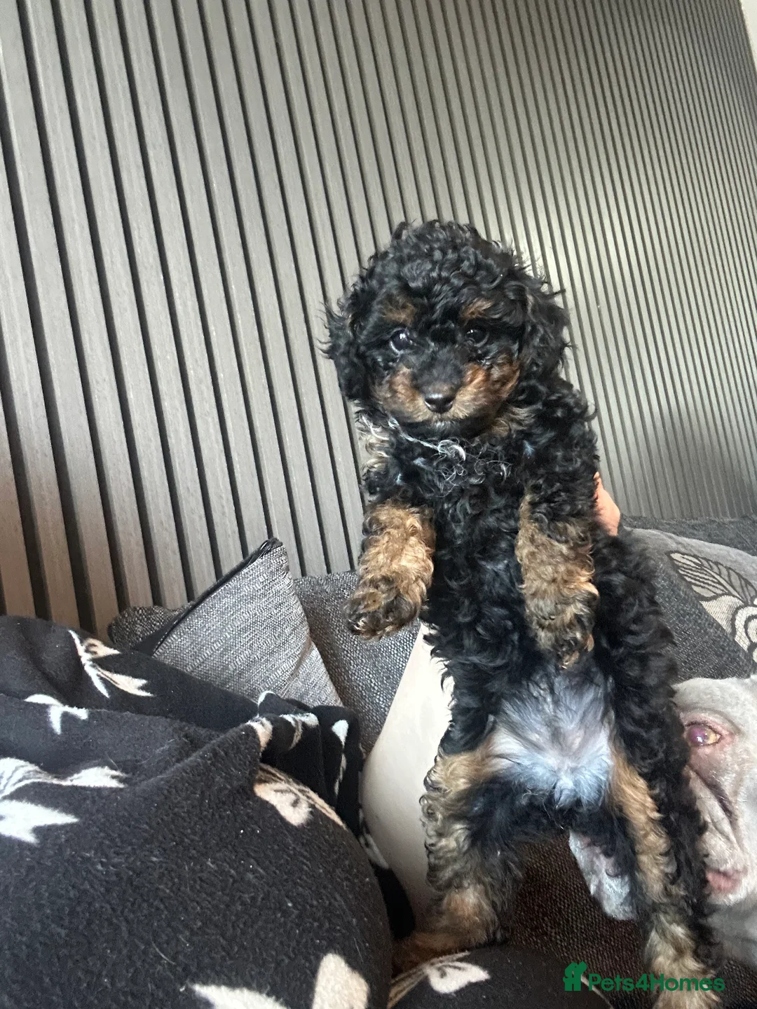 Poochon dogs for sale: poochon  - Advert 12