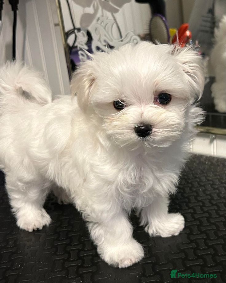 Maltese dogs AKC reg. Maltese Puppies - Advert 5