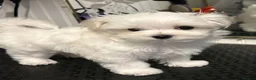 Maltese dogs for sale: AKC reg. Maltese Puppies in Newport - Advert 1