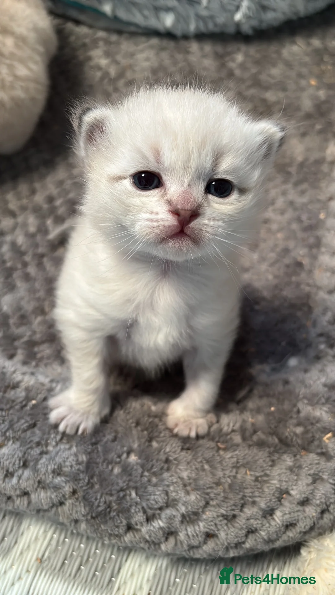 Siberian cats for sale: Registered Siberian kitttens - Advert 12