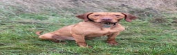 Hungarian Vizsla dogs for stud: The famous Zsivaly Champion sired imported stud in Loughborough - Advert 13