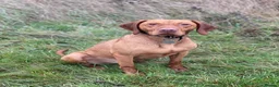 Hungarian Vizsla dogs for stud: The famous Zsivaly Champion sired imported stud in Loughborough - Advert 13