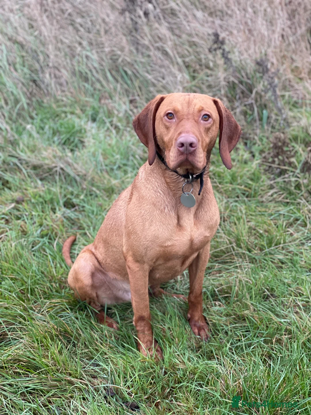 Hungarian Vizsla dogs for stud: The famous Zsivaly Champion sired imported stud in Loughborough - Advert 13