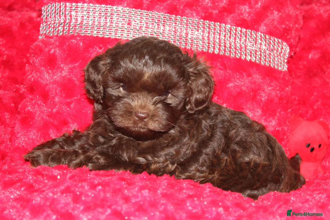 Shihpoo dogs for sale: Shih poo puppy’s  - Advert 25