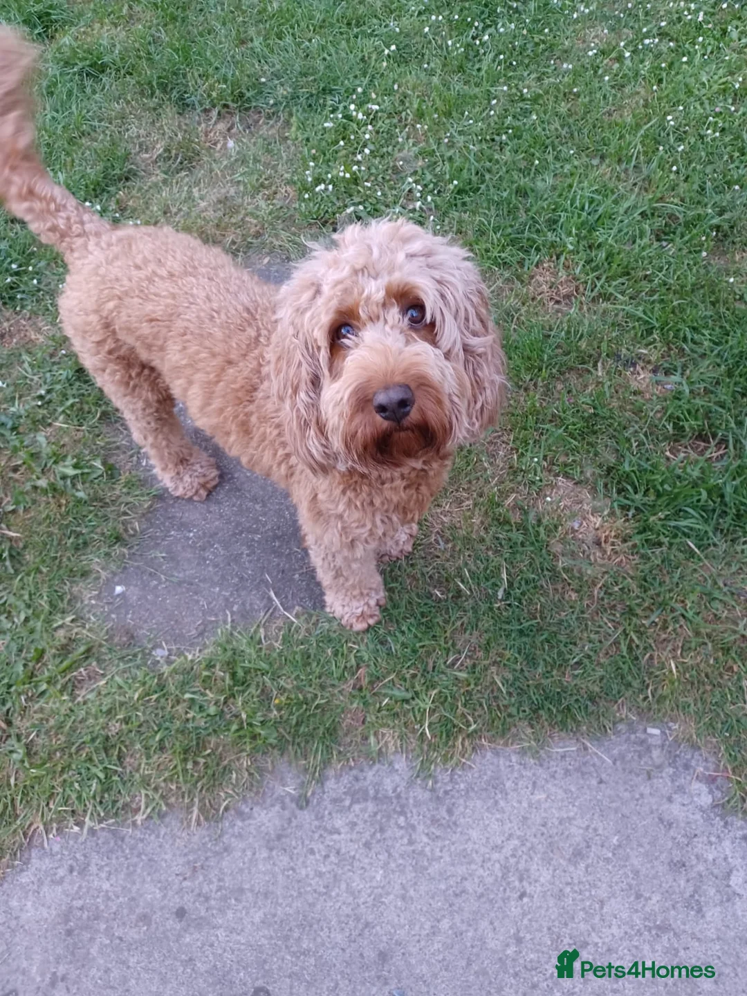 Cockapoo dogs for sale: F2 miniature Cockapoos  - Advert 1
