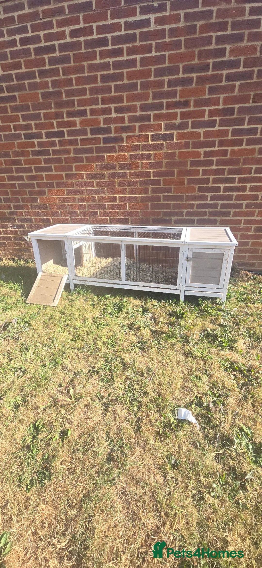 Chickens poultry for sale: *2 Healthy Hens with Quality Hutch £50 Quick Sale - Advert 5