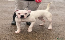American Bulldog dogs for stud: Male stud  - Image 3