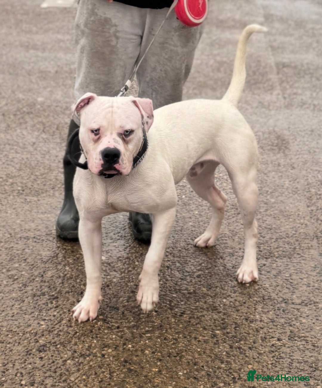 American Bulldog dogs for stud: Male stud  - Image 3