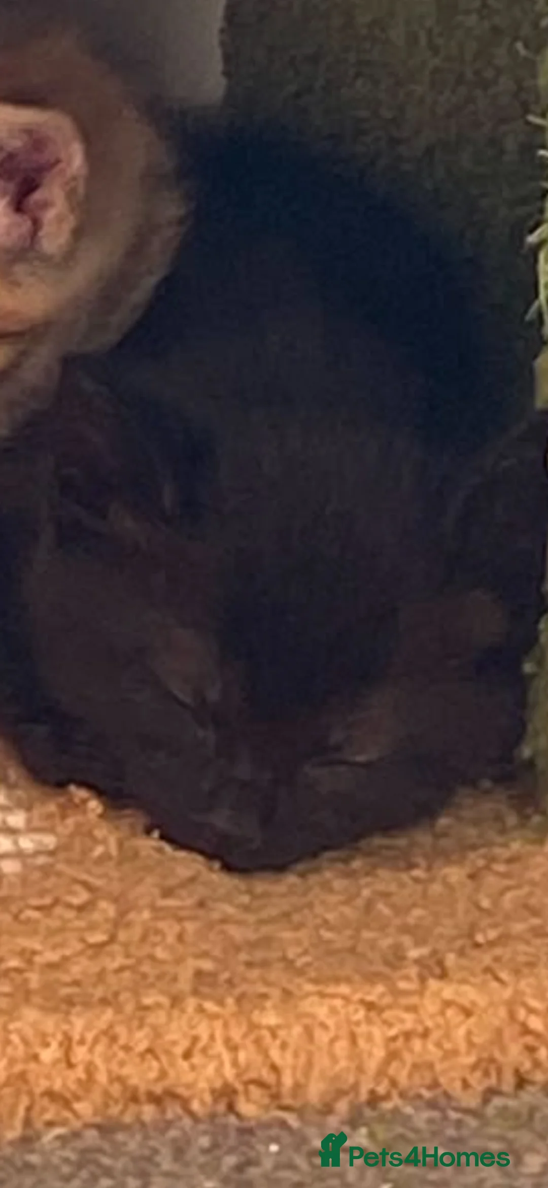 Mixed Breed cats for sale: Beautiful mixed breed kittens  in Preston - Advert 31
